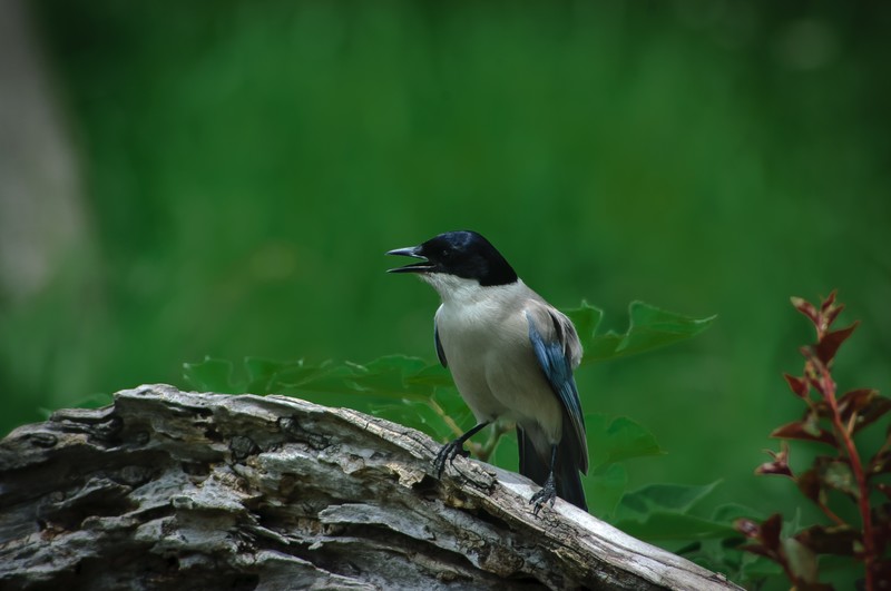 600万像素的CCD+冷门廉价的400纸炮