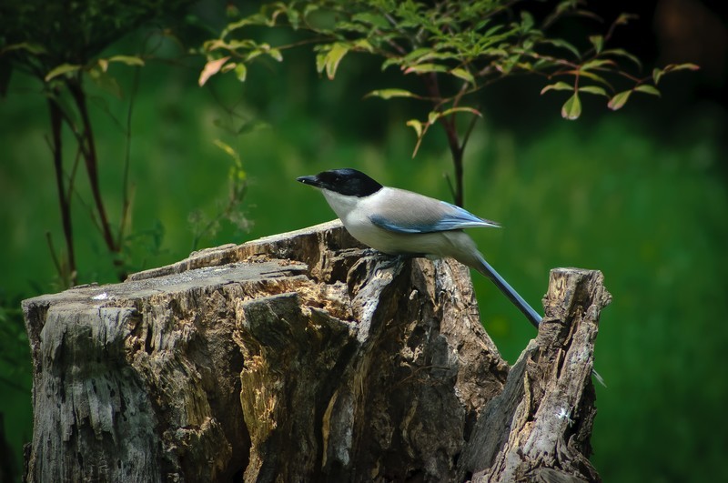 600万像素的CCD+冷门廉价的400纸炮