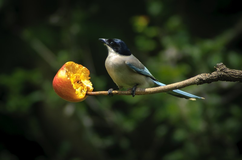 600万像素的CCD+冷门廉价的400纸炮