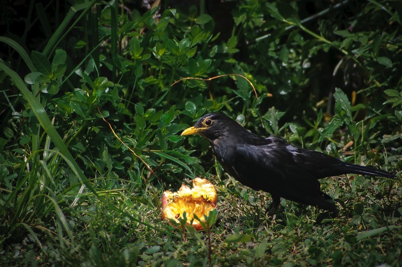 600万像素的CCD+冷门廉价的400纸炮