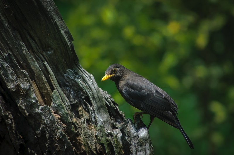 600万像素的CCD+冷门廉价的400纸炮