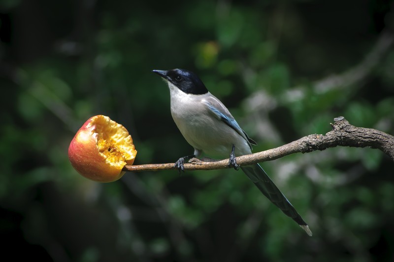 图丽的廉价土炮打鸟