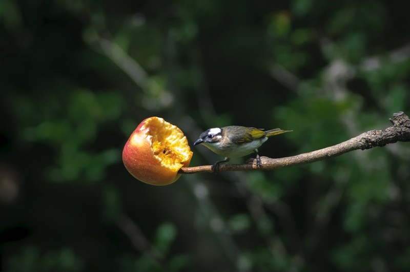 图丽的廉价土炮打鸟