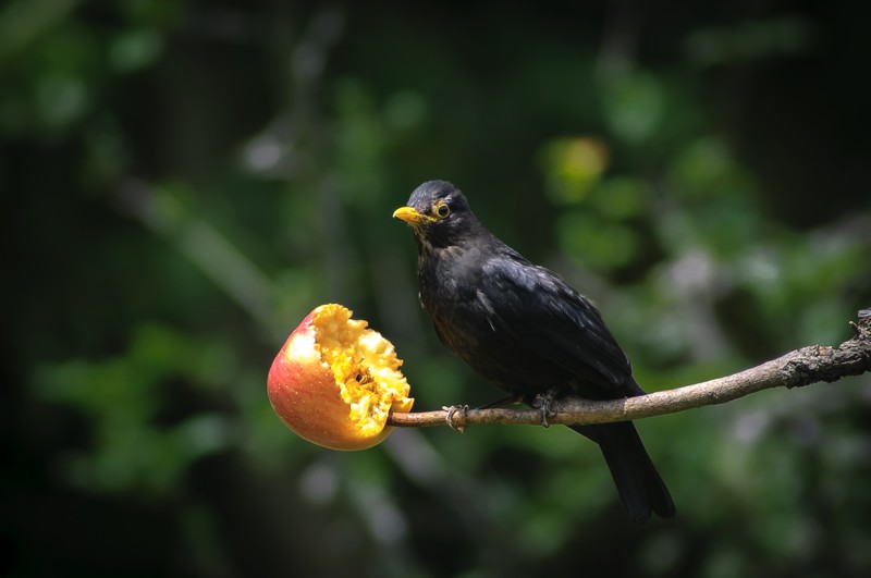 600万像素的CCD+冷门廉价的400纸炮