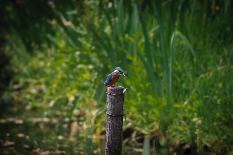 600万像素的CCD+冷门廉价的400纸炮