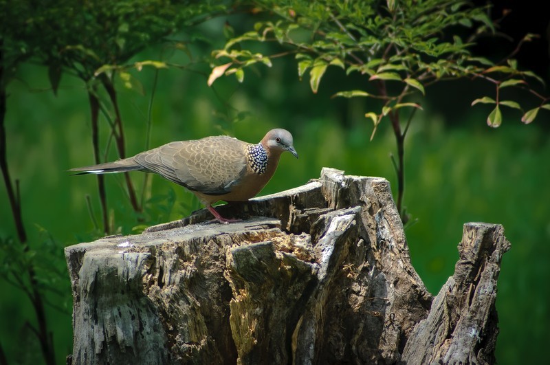 600万像素的CCD+冷门廉价的400纸炮