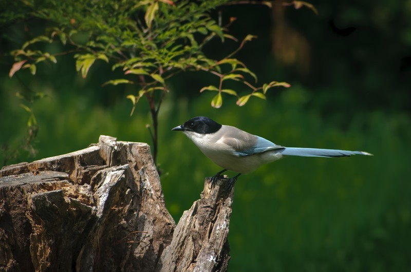 图丽的廉价土炮打鸟