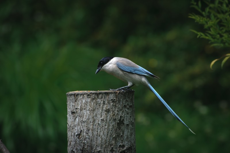 图丽的廉价土炮打鸟