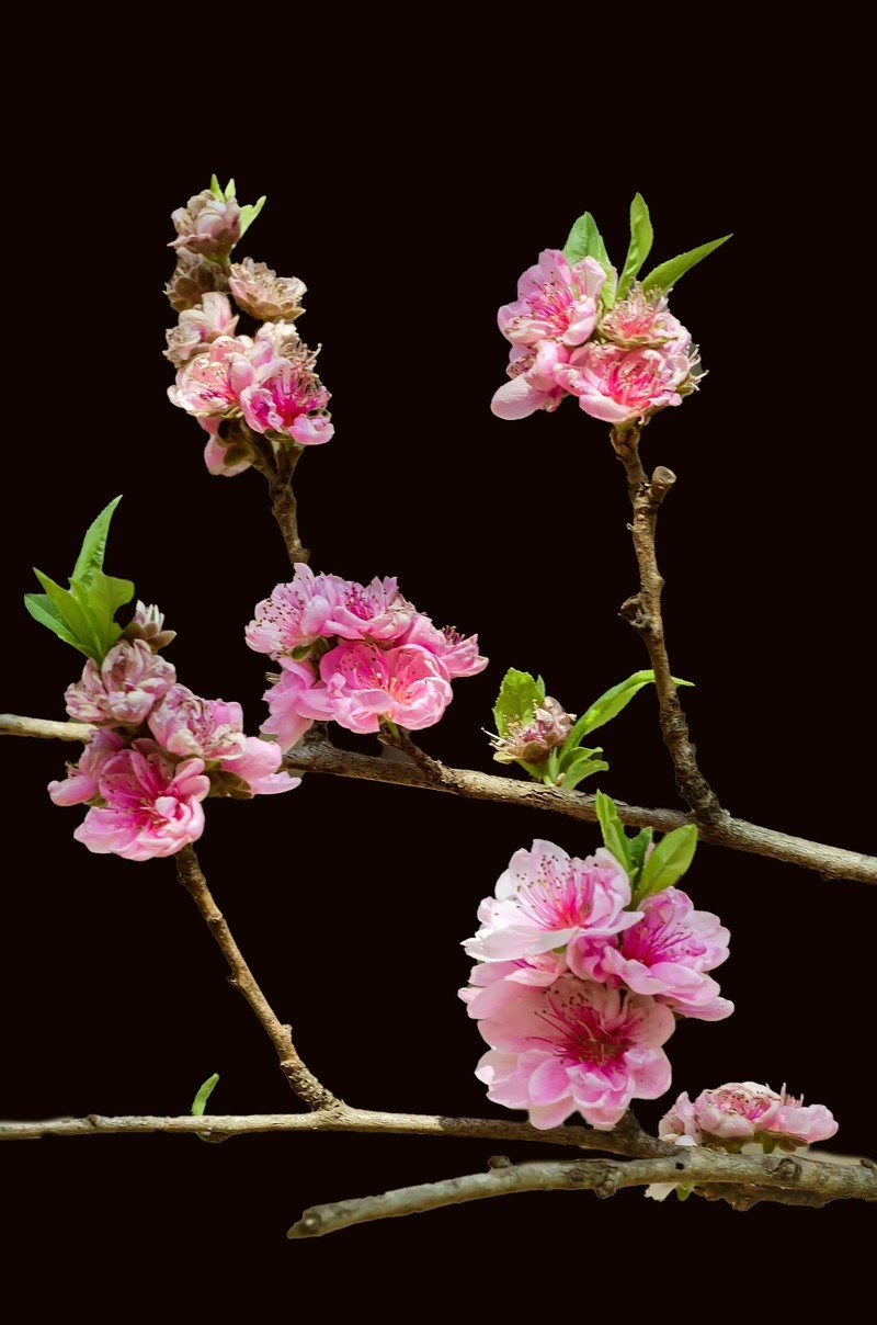 满园春色 之 桃花（江畔独步寻花·其五）