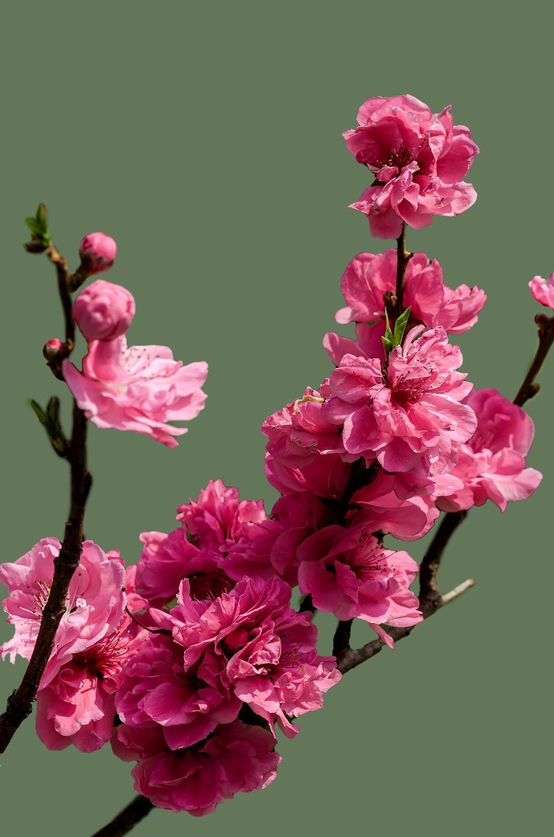 满园春色 之 桃花（江畔独步寻花·其五）