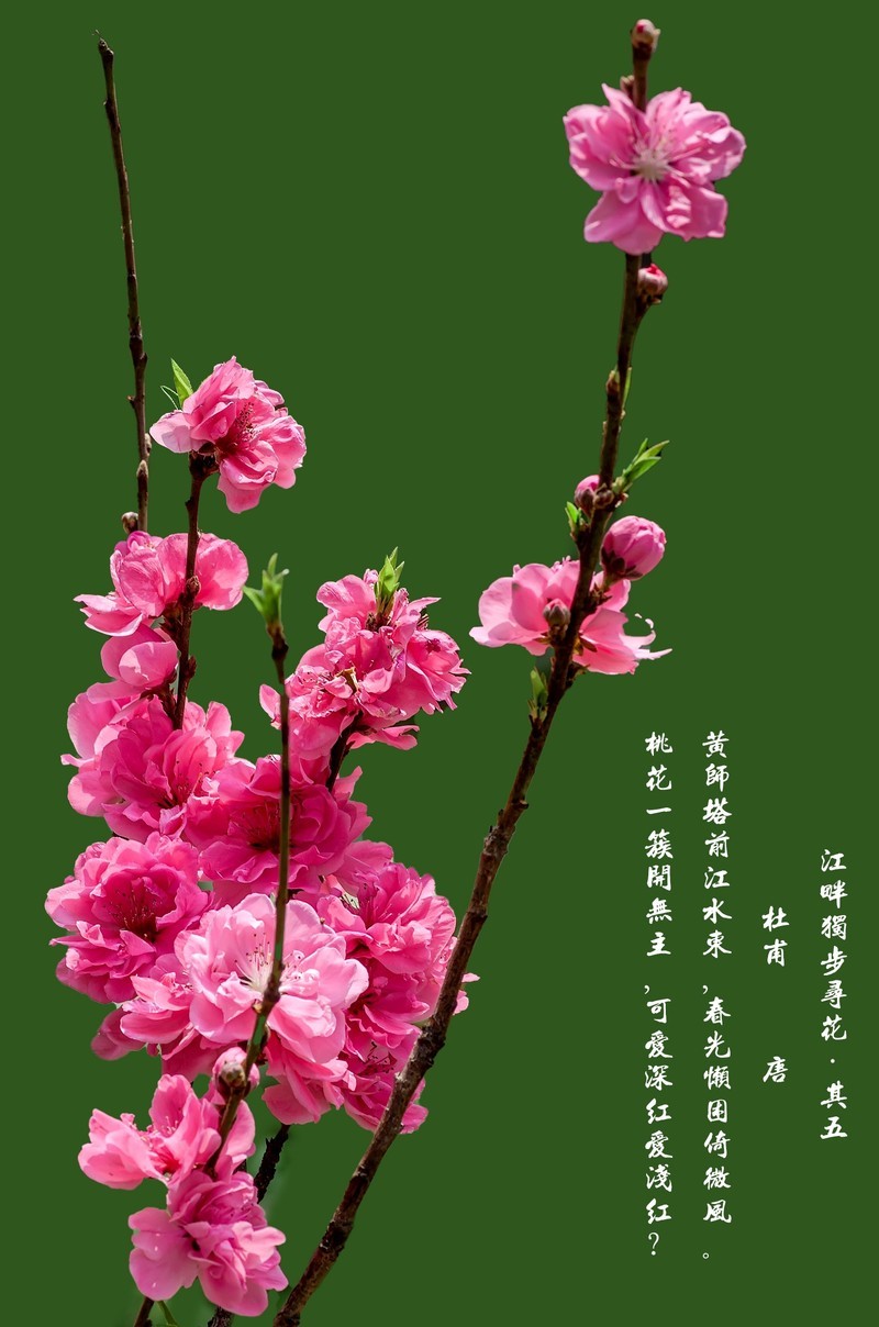 满园春色 之 桃花（江畔独步寻花·其五）