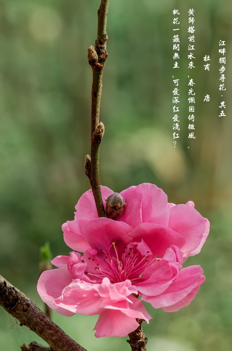 满园春色 之 桃花（江畔独步寻花·其五）