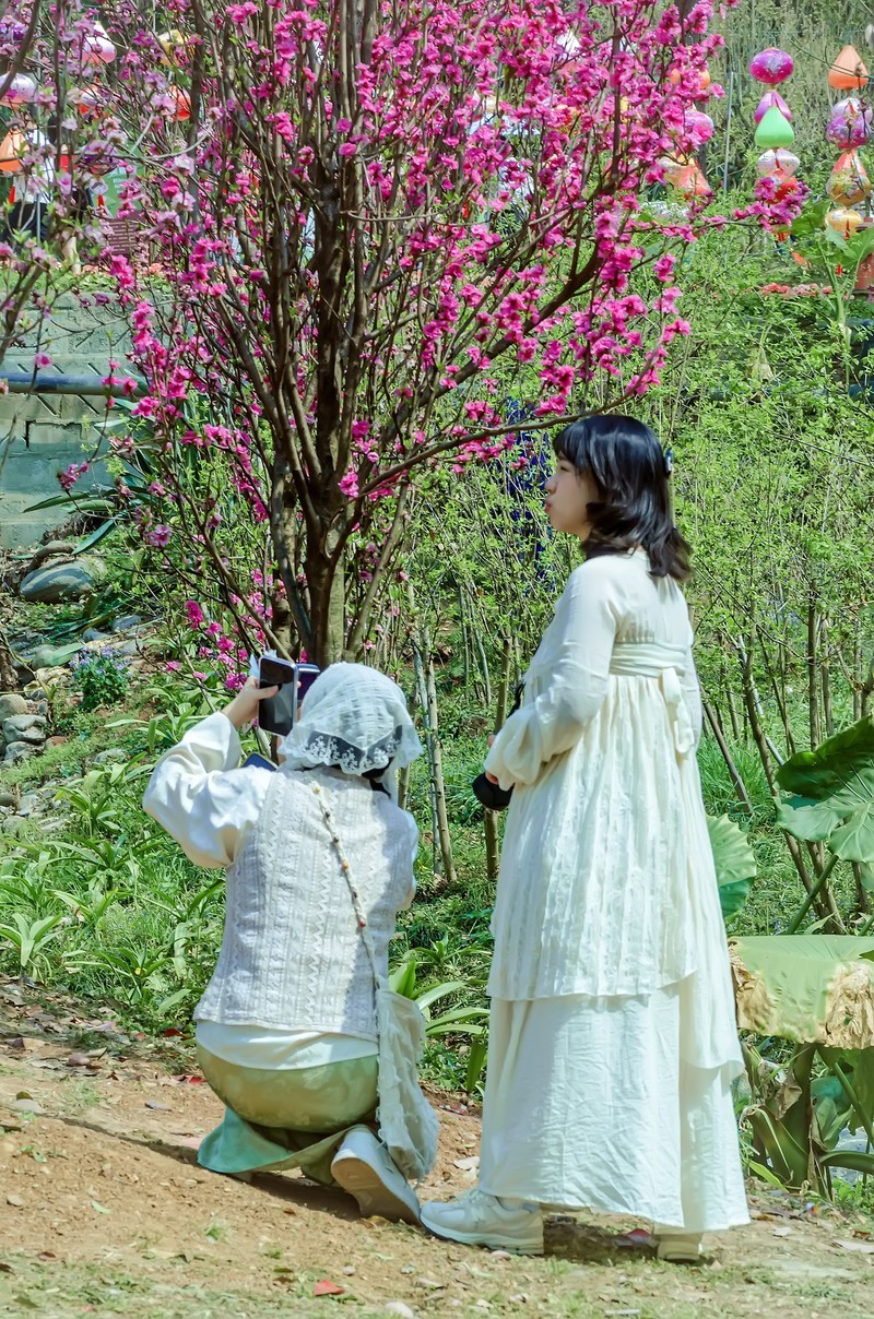 满园春色 之 桃花（江畔独步寻花·其五）