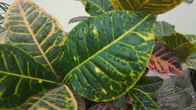 换个思路拒绝吃灰，租用大疆Action4，忘掉20分钟过热的Gopro