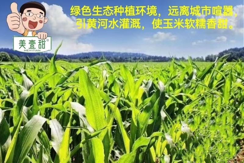 内蒙古鲜食玉米——美壹甜