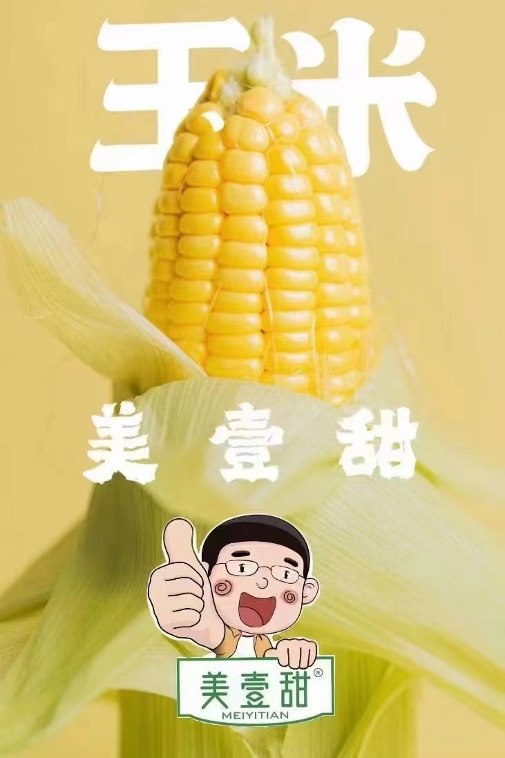 内蒙古鲜食玉米——美壹甜