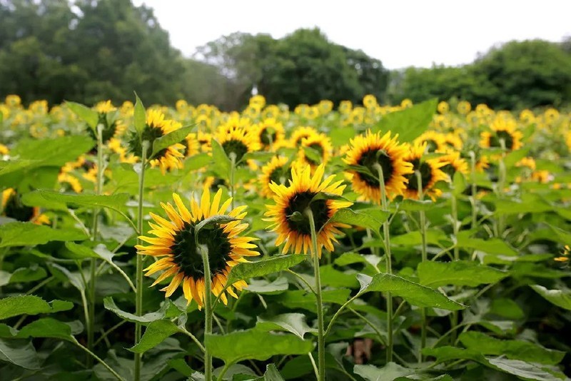 投石问路：随走随拍记录奥森公园里追寻向日葵的背影
