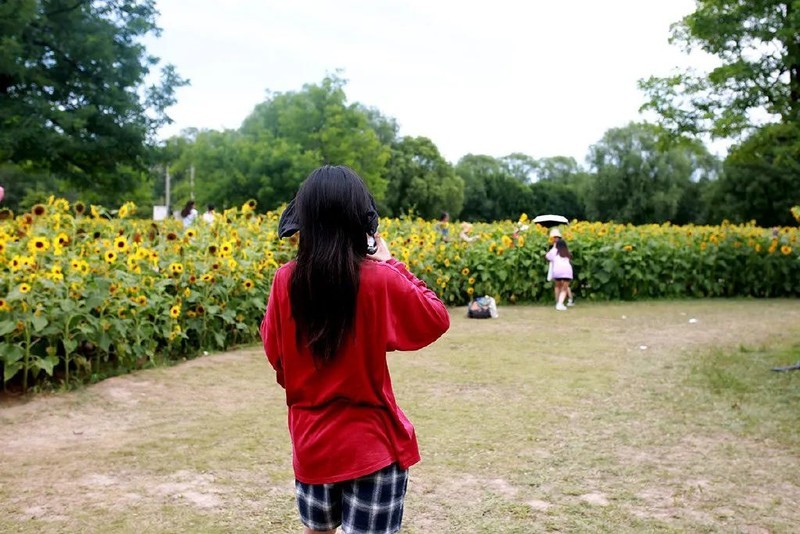 投石问路：随走随拍记录奥森公园里追寻向日葵的背影