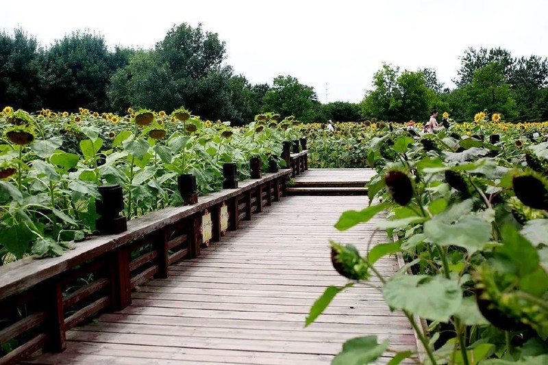 投石问路：随走随拍记录奥森公园里追寻向日葵的背影