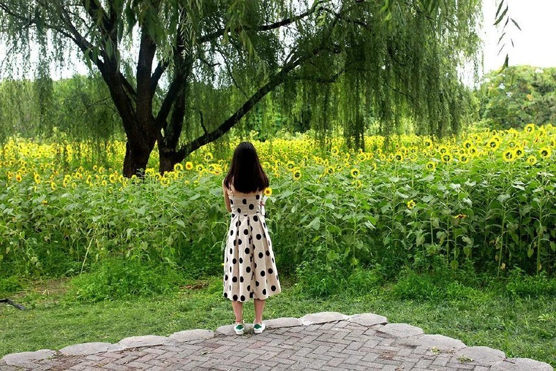 投石问路：随走随拍记录奥森公园里追寻向日葵的背影