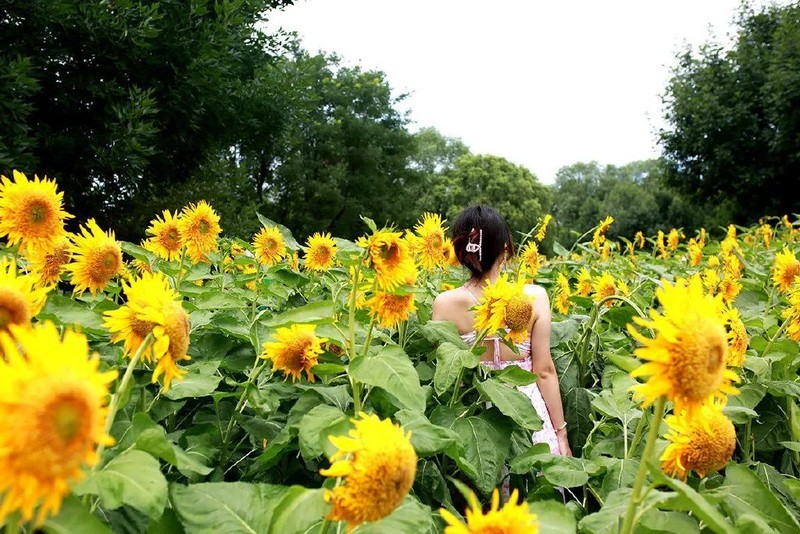 投石问路：随走随拍记录奥森公园里追寻向日葵的背影