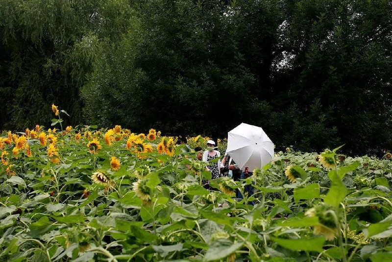 投石问路：随走随拍记录奥森公园里追寻向日葵的背影