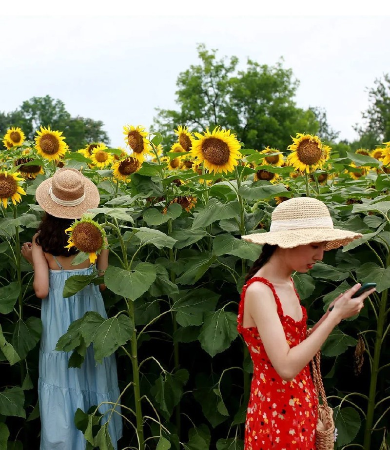 投石问路：随走随拍记录奥森公园里追寻向日葵的背影