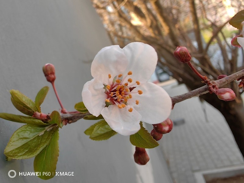 尽显魅力与自信：华为P60悦目轻盈，演绎不拘一格的曼妙科技