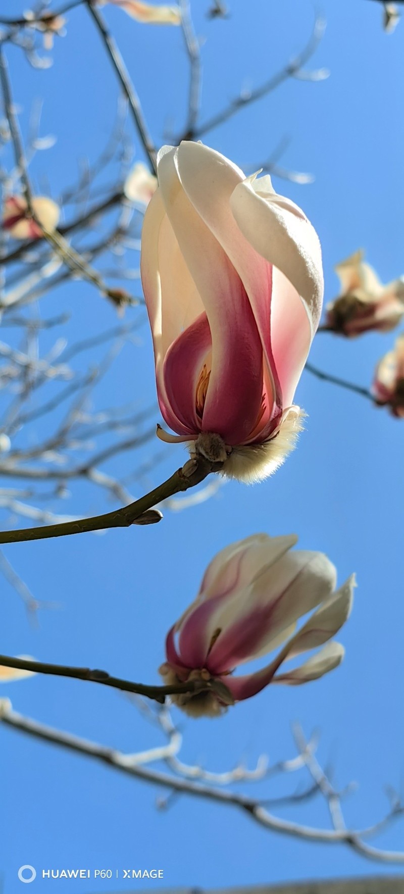 尽显魅力与自信：华为P60悦目轻盈，演绎不拘一格的曼妙科技