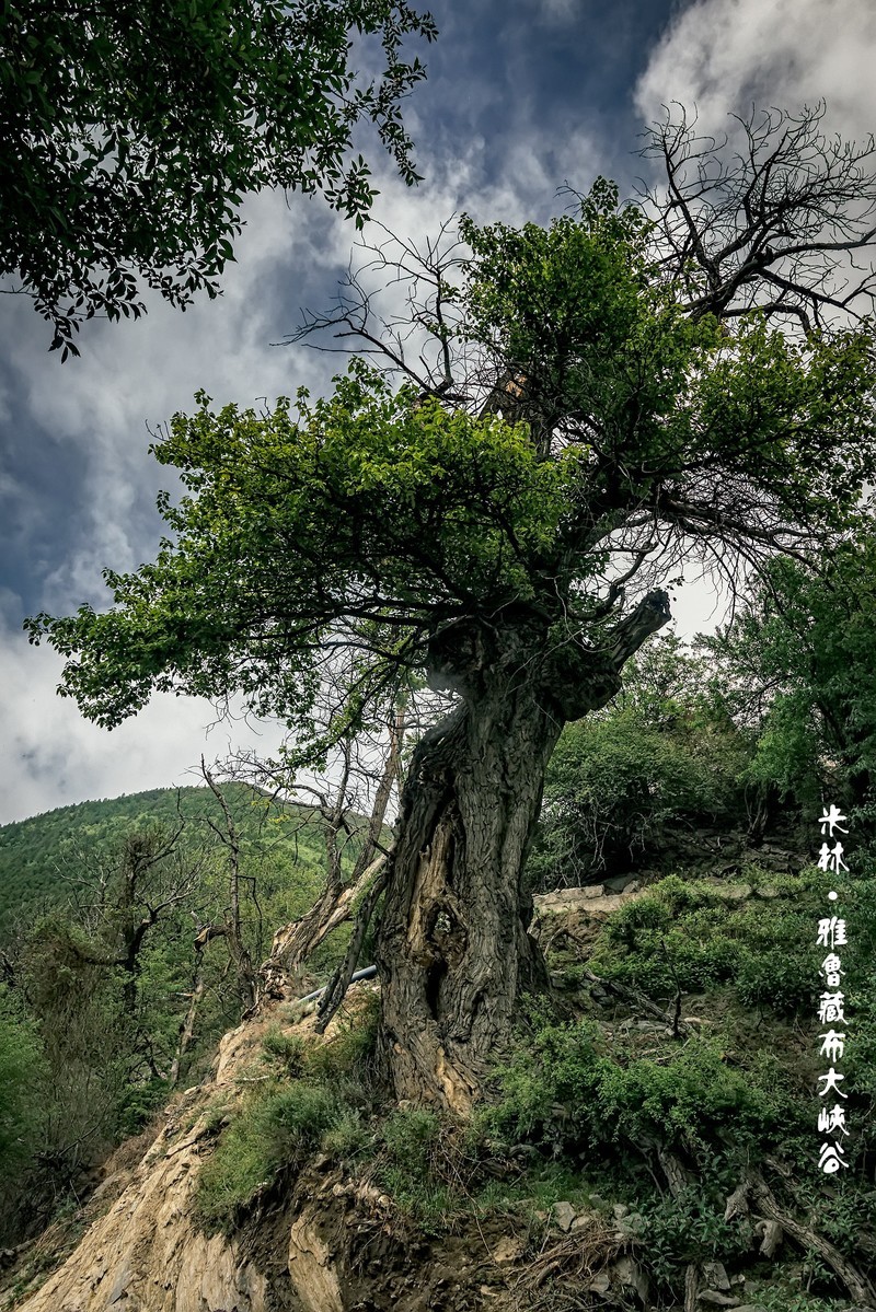 米林 · 雅鲁藏布大峡谷