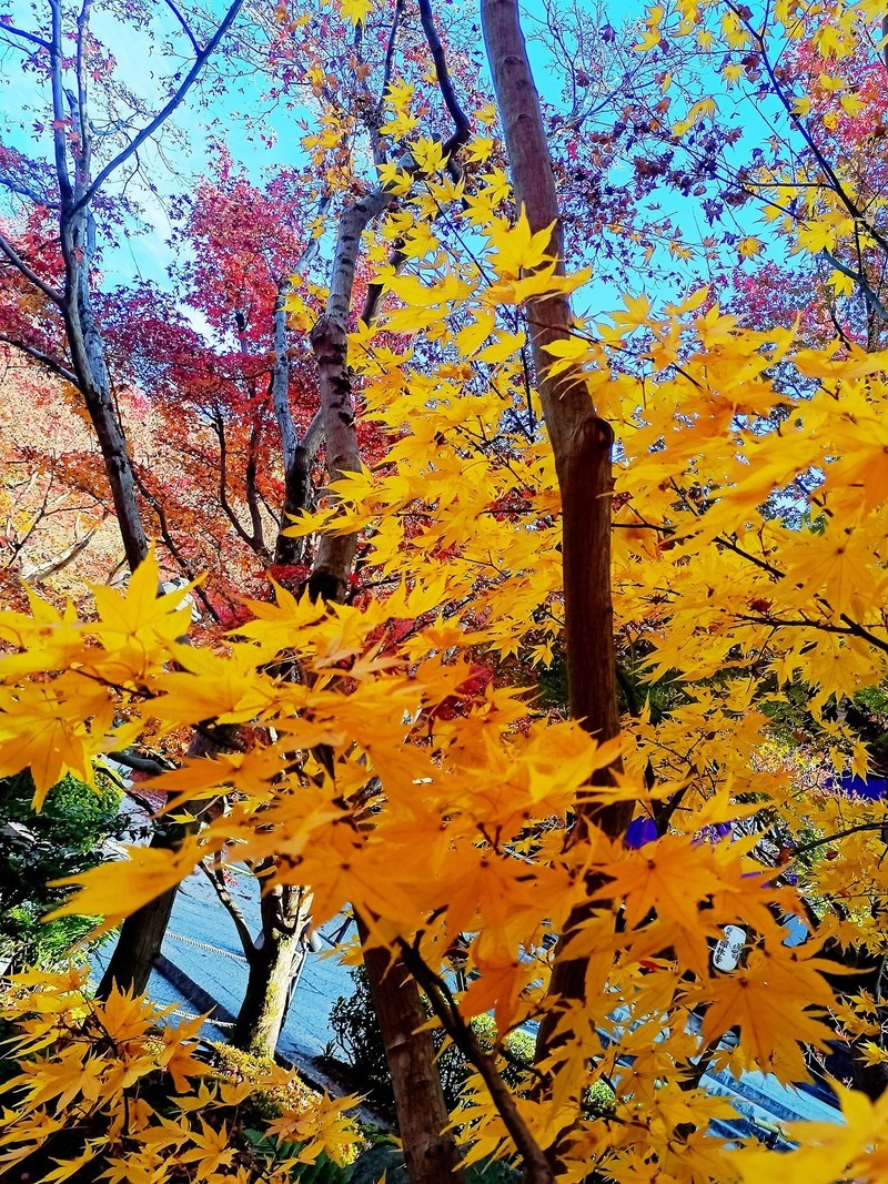 枫叶红了的时候---手机拍摄