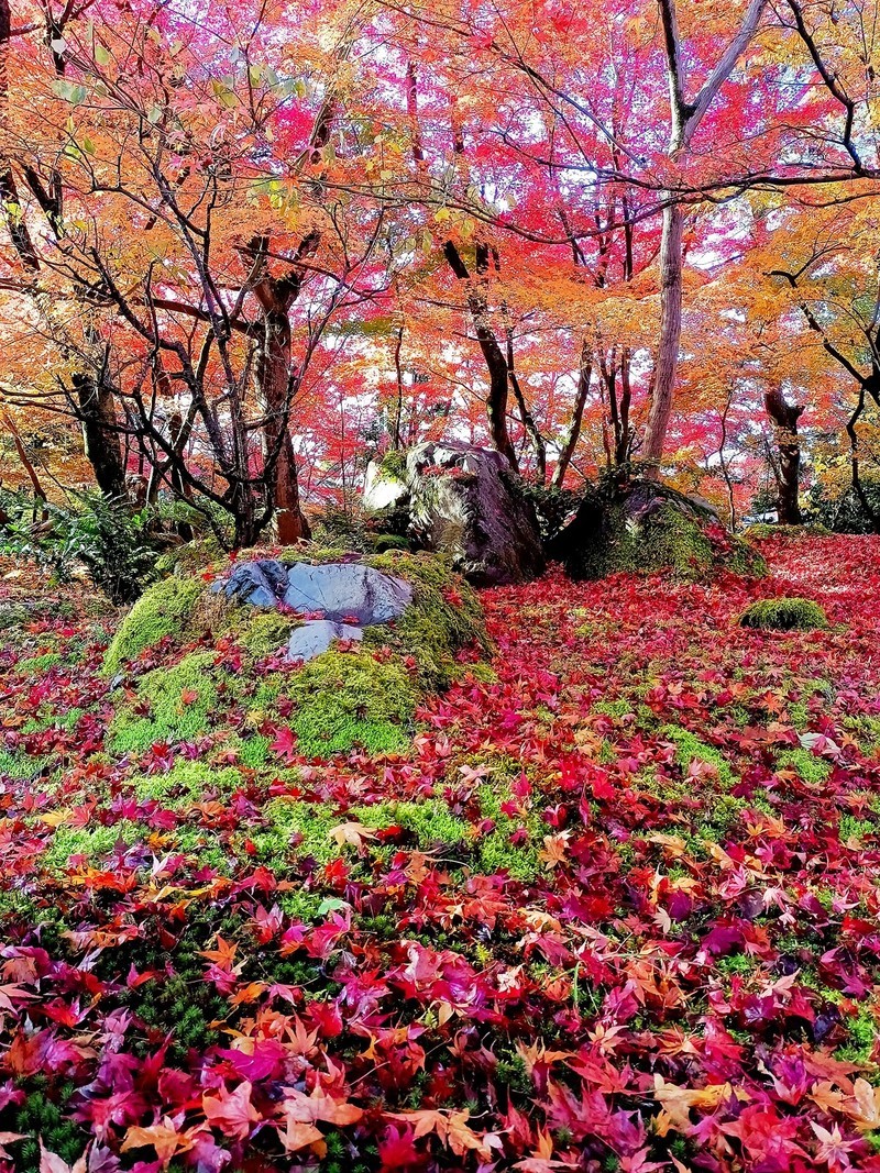 枫叶红了的时候---手机拍摄