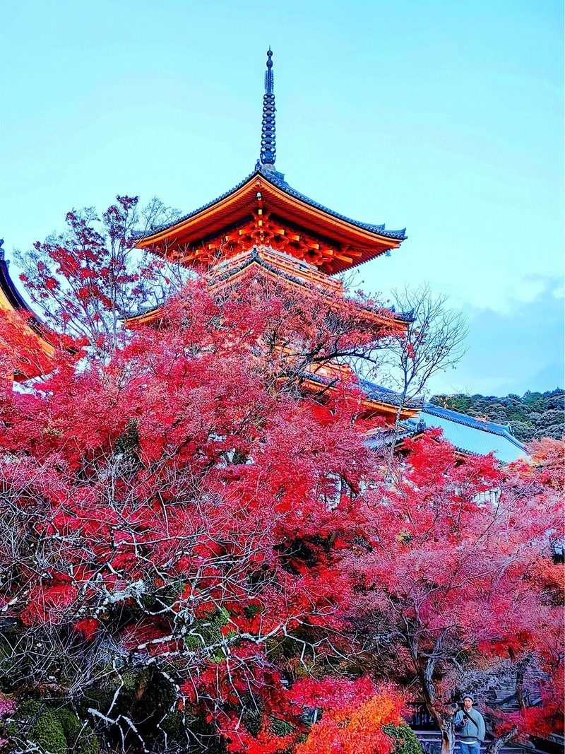 枫叶红了的时候---手机拍摄