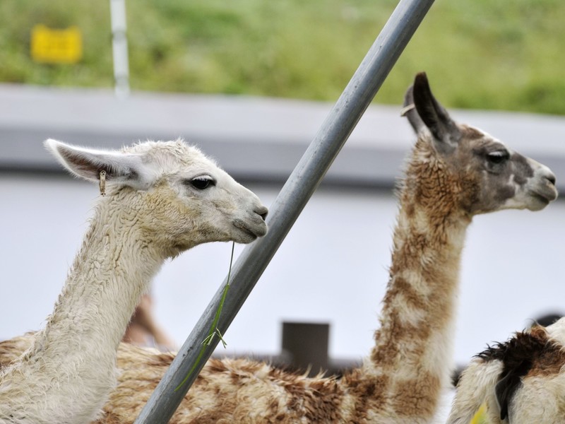 二刷武汉汉阳动物园