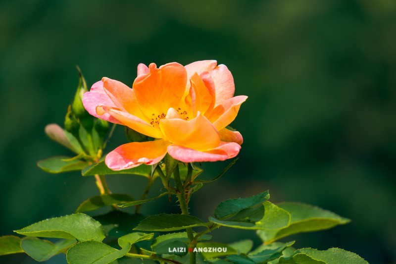花圃月季（1）