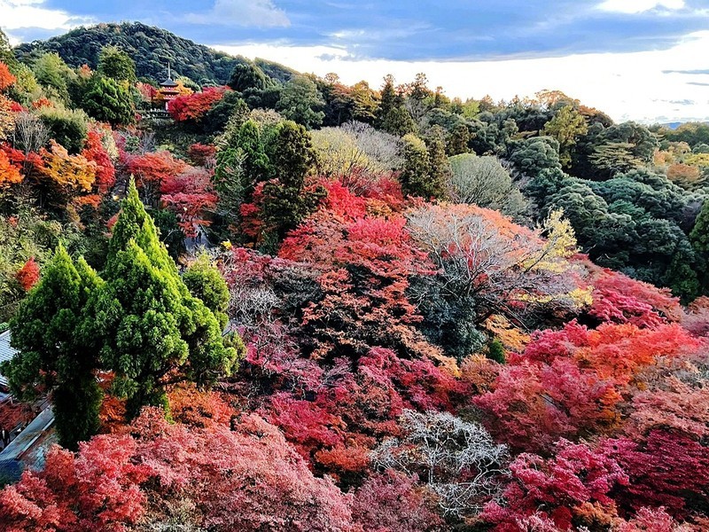 枫叶红了的时候---手机拍摄