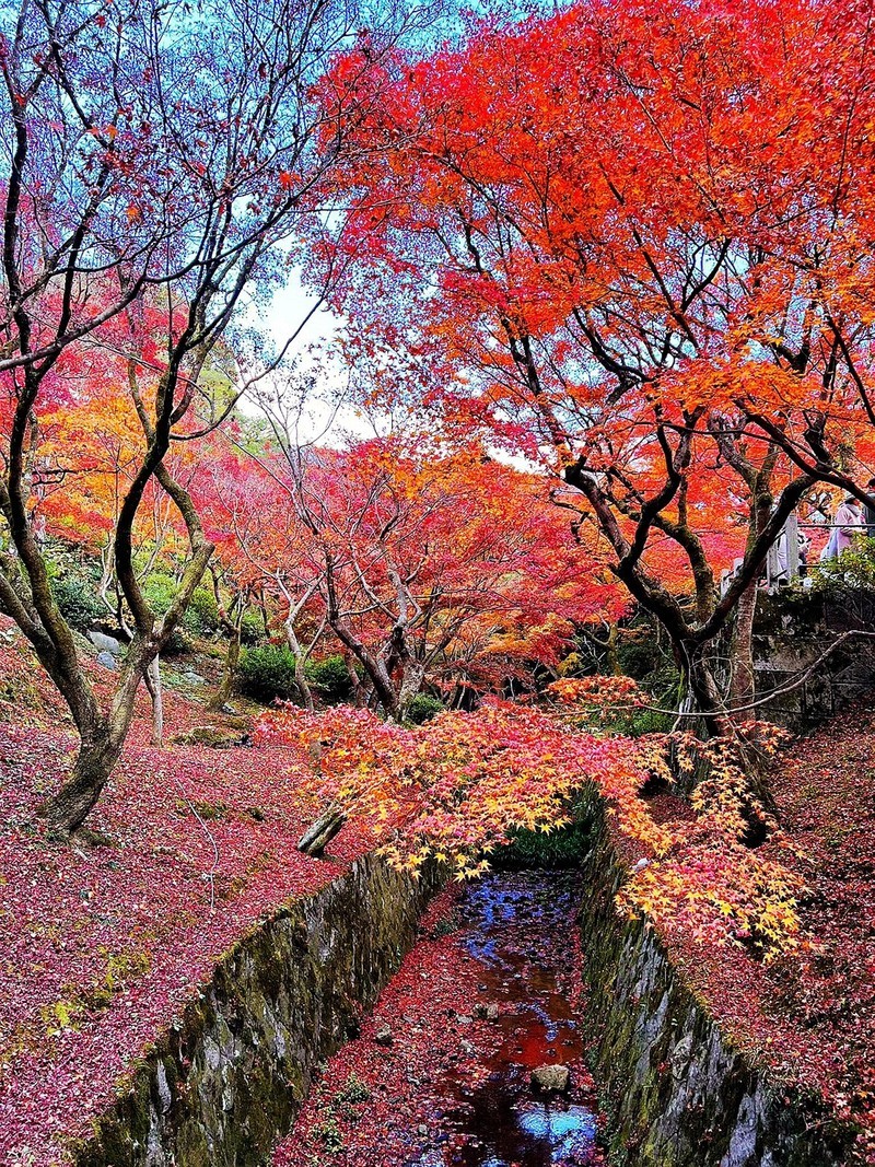 枫叶红了的时候---手机拍摄