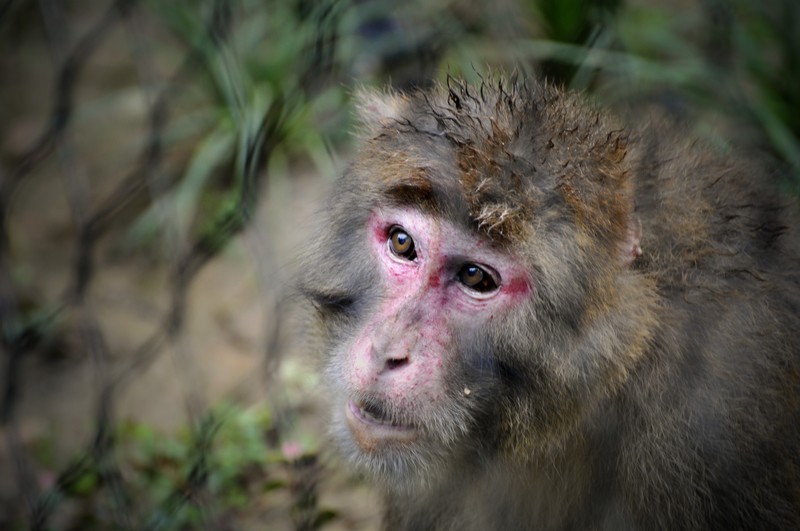 二刷武汉汉阳动物园