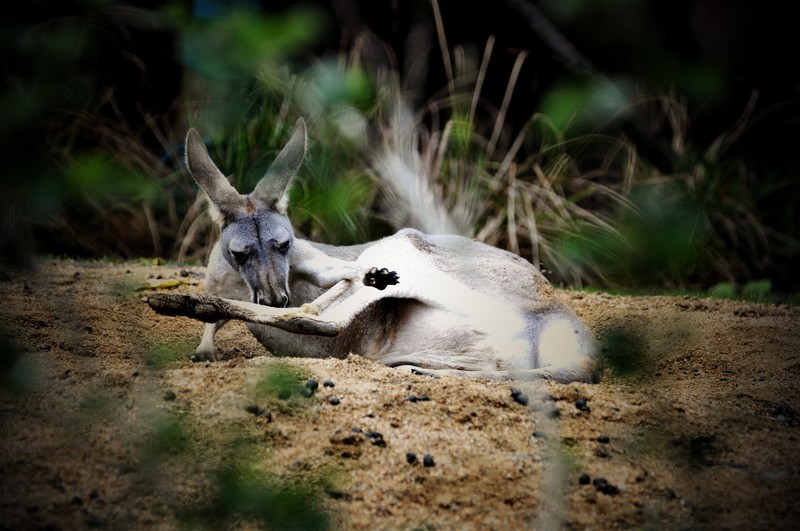 二刷武汉汉阳动物园