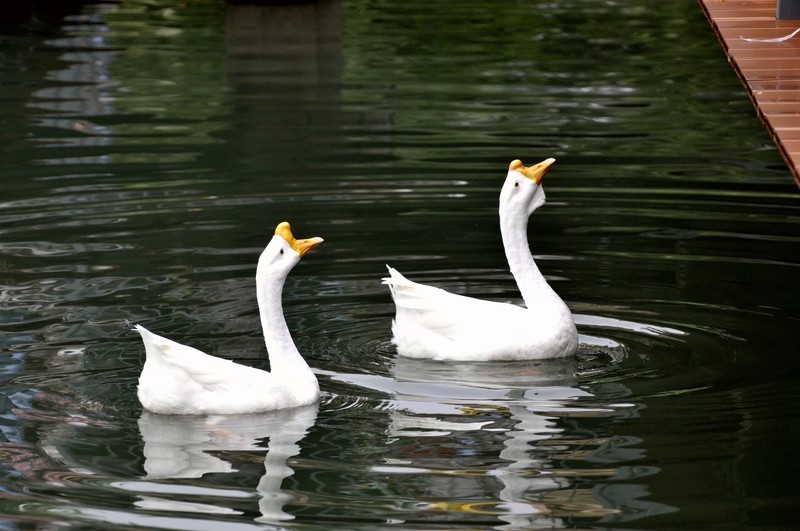 二刷武汉汉阳动物园