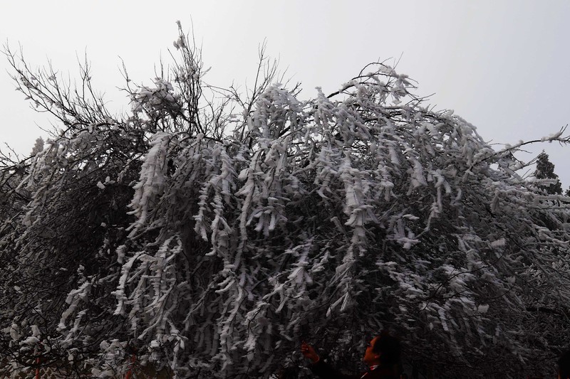 游览重庆仙女山国家森林公园（二）