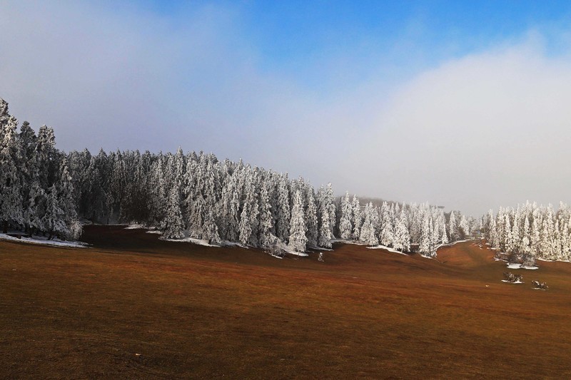 游览重庆仙女山国家森林公园（二）