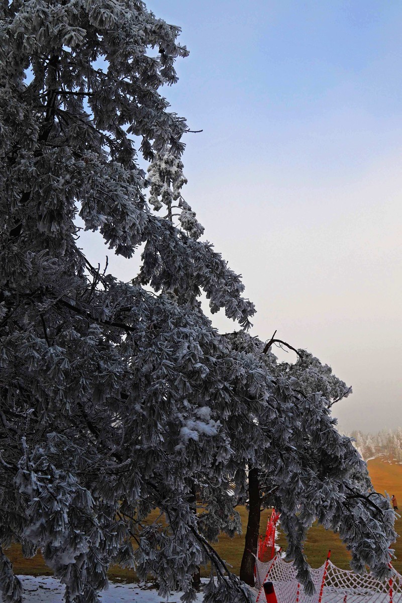 游览重庆仙女山国家森林公园（二）