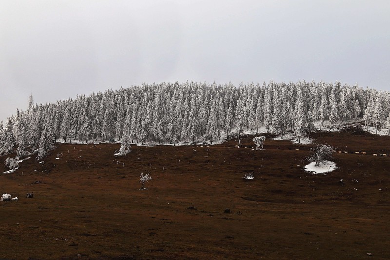 游览重庆仙女山国家森林公园（三）