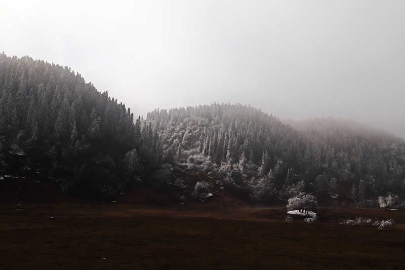 游览重庆仙女山国家森林公园（三）