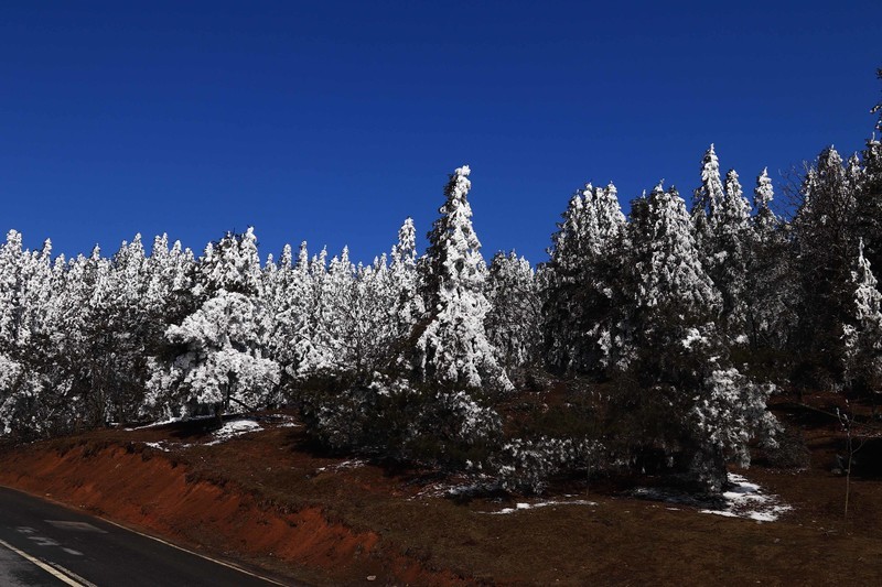 游览重庆仙女山国家森林公园（三）