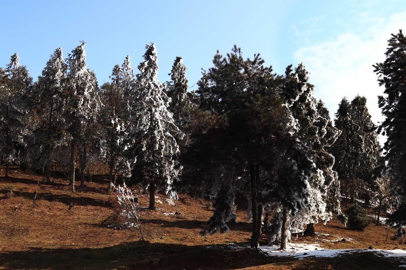 游览重庆仙女山国家森林公园（三）