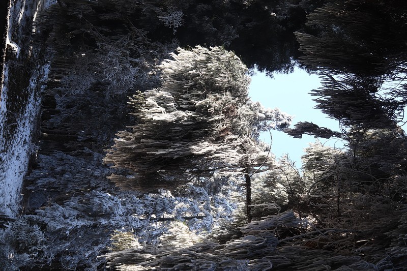 游览重庆仙女山国家森林公园（三）