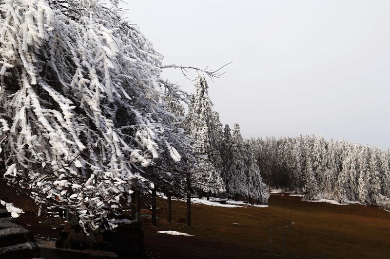 游览重庆仙女山国家森林公园（二）