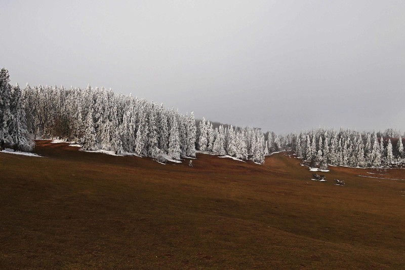 游览重庆仙女山国家森林公园（二）